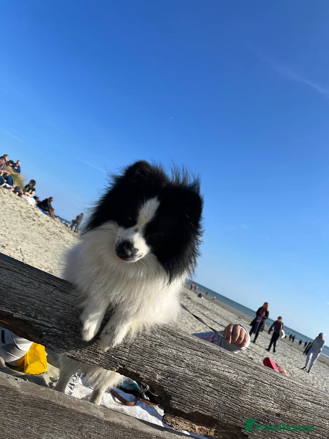 German Spitz dogs for stud: German spitz stud - Advert 15