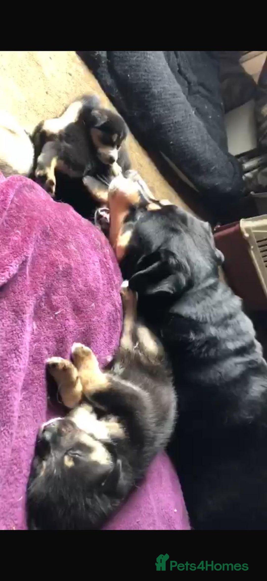 Mixed Breed dogs for sale: "Stormi" female puppy - Image 5