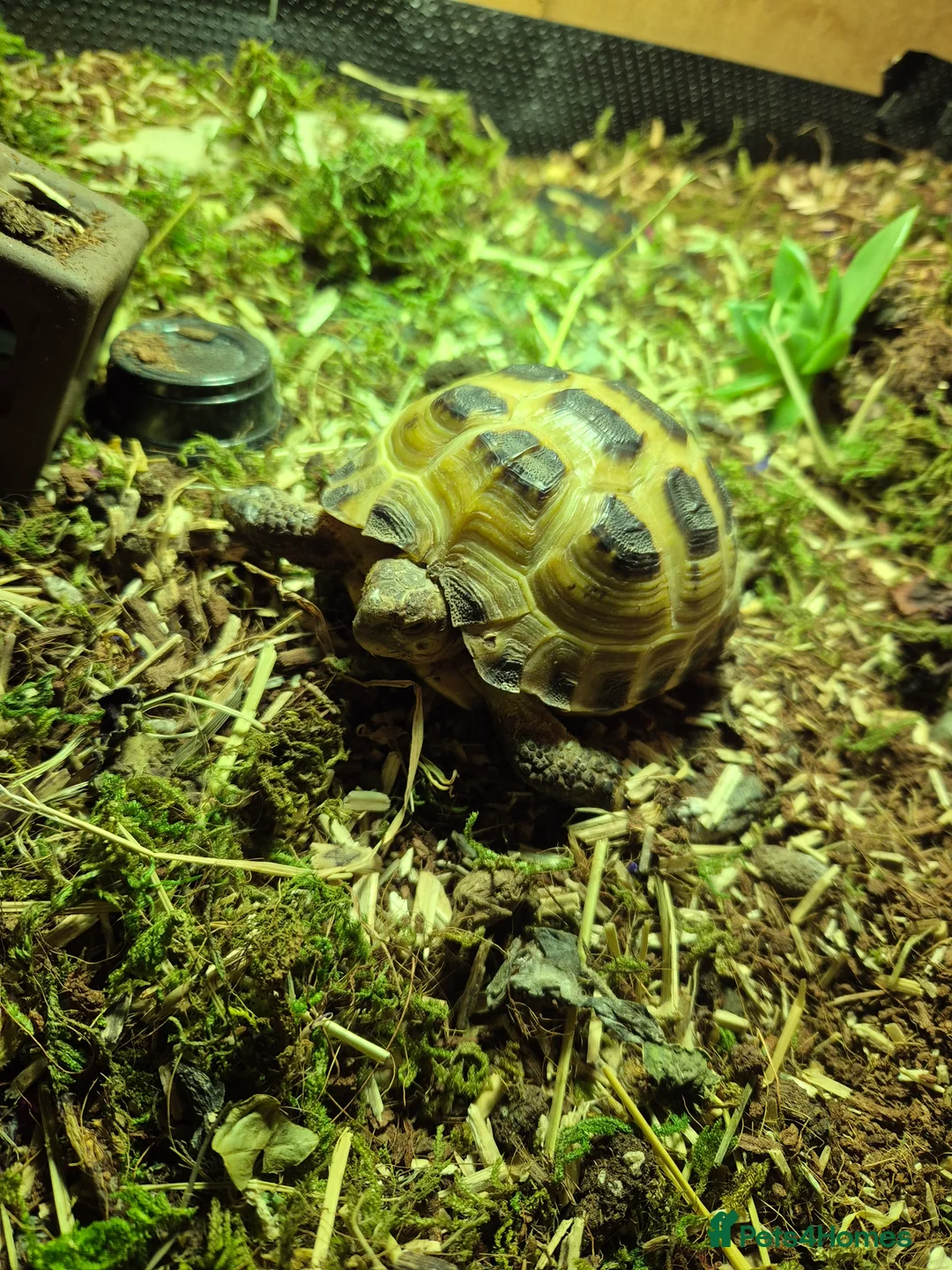 Tortoise reptiles for sale: Horsefield tortoise and enclosure - Advert 2