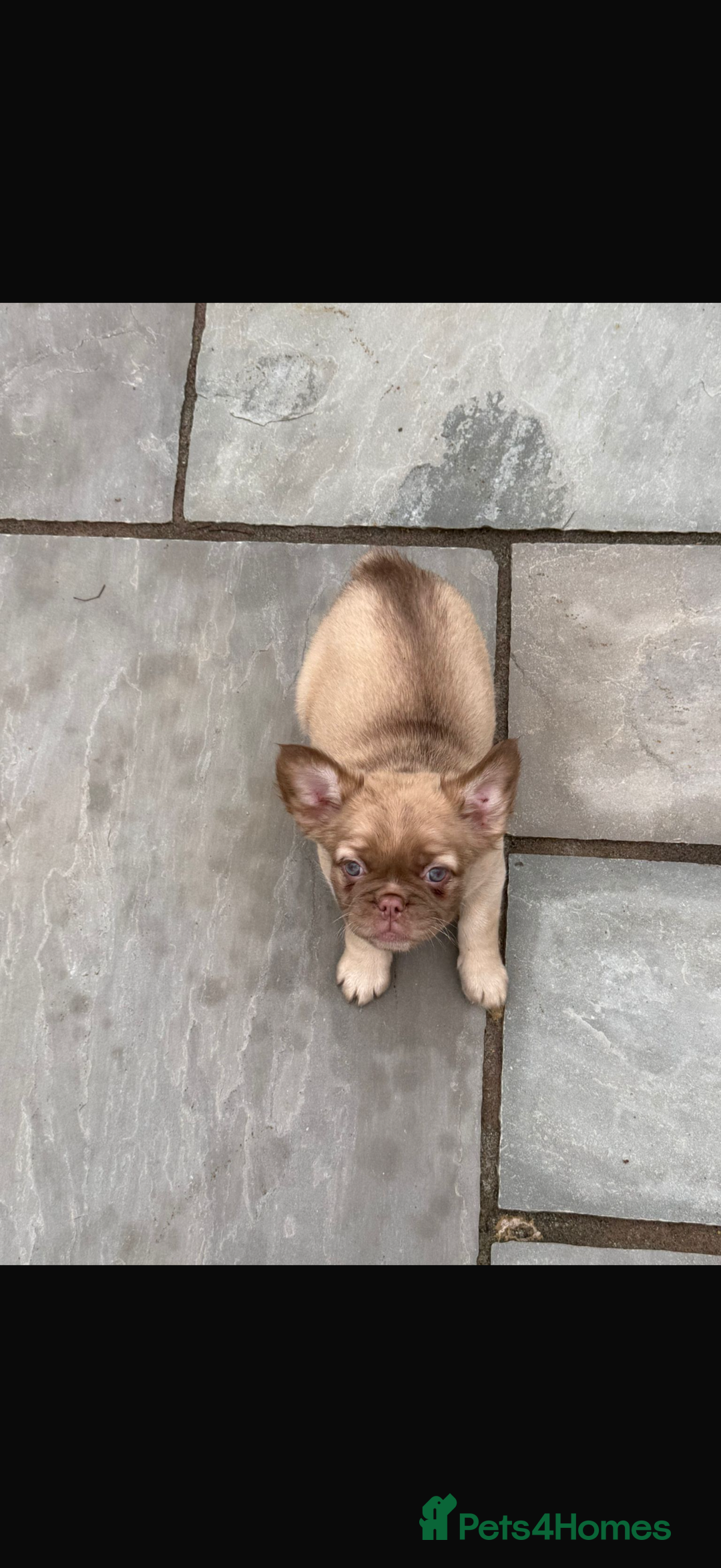 French Bulldog dogs for sale: Fluffy frenchbulldog  - Advert 4