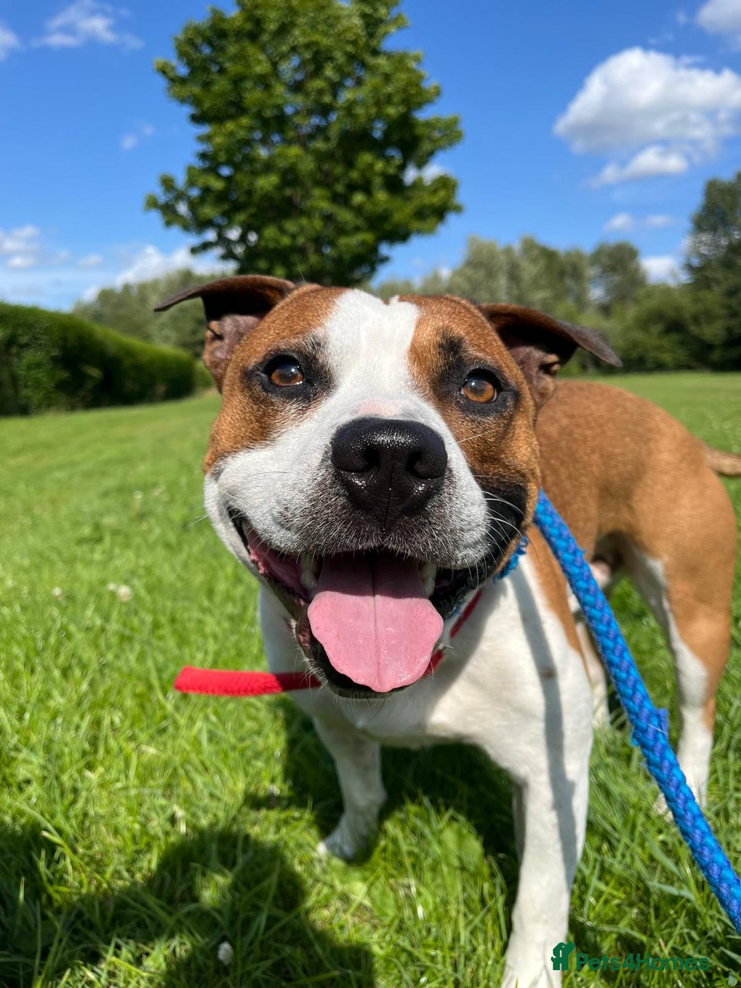 Staffordshire Bull Terrier dogs for stud: For stud FREE - Image 11