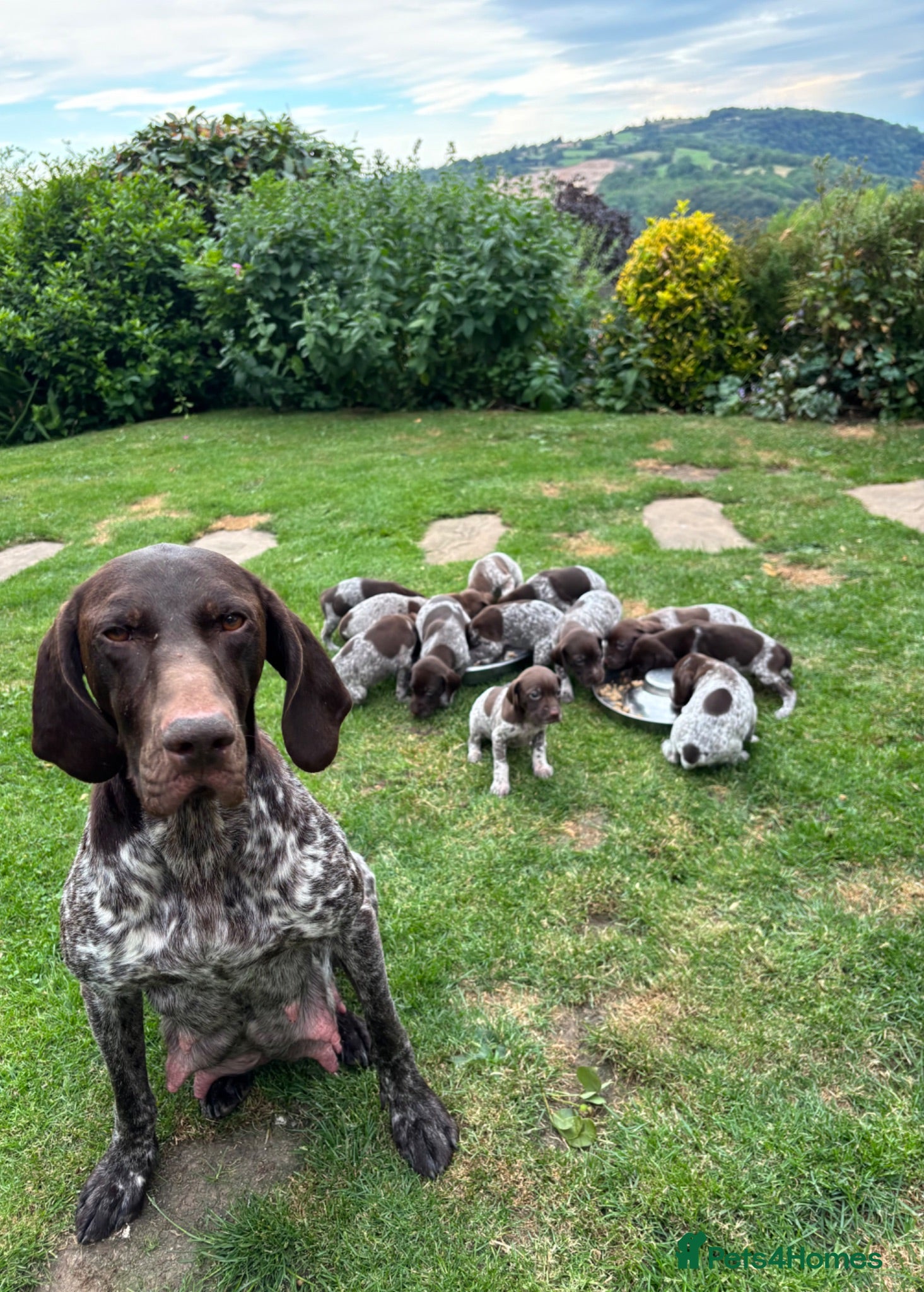 German Shorthaired Pointer dogs Adorable German Shorthaired Pointer Puppies  - Advert 2