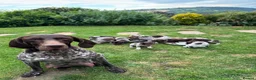 German Shorthaired Pointer dogs for sale: Dorothea and Marjorie - Advert 2