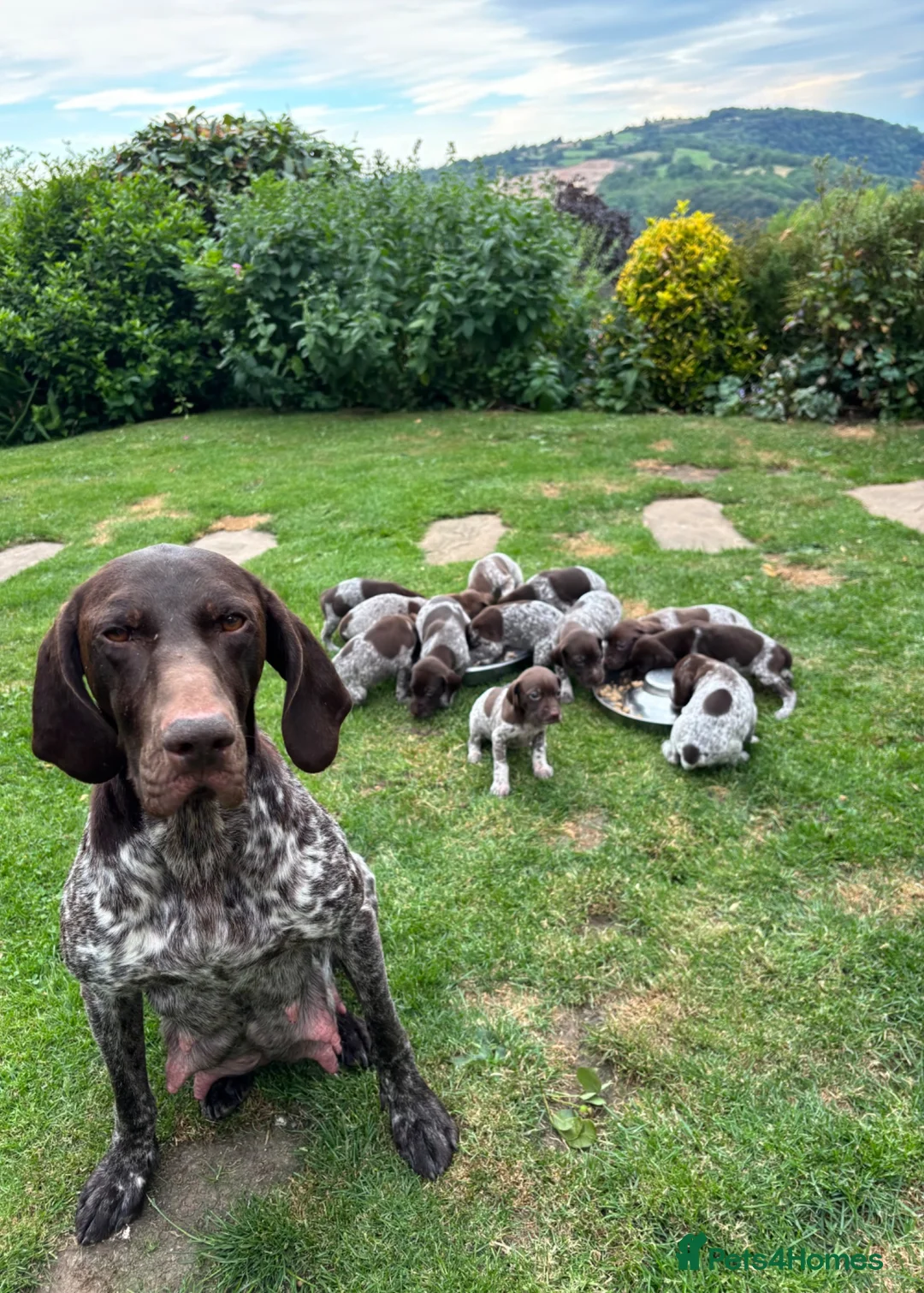German Shorthaired Pointer dogs for sale: Dorothea and Marjorie - Advert 2