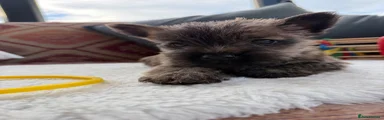 Cairn Terrier 7