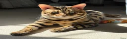 Mixed Breed cats for sale: 7 bengal x kittens  - Advert 11