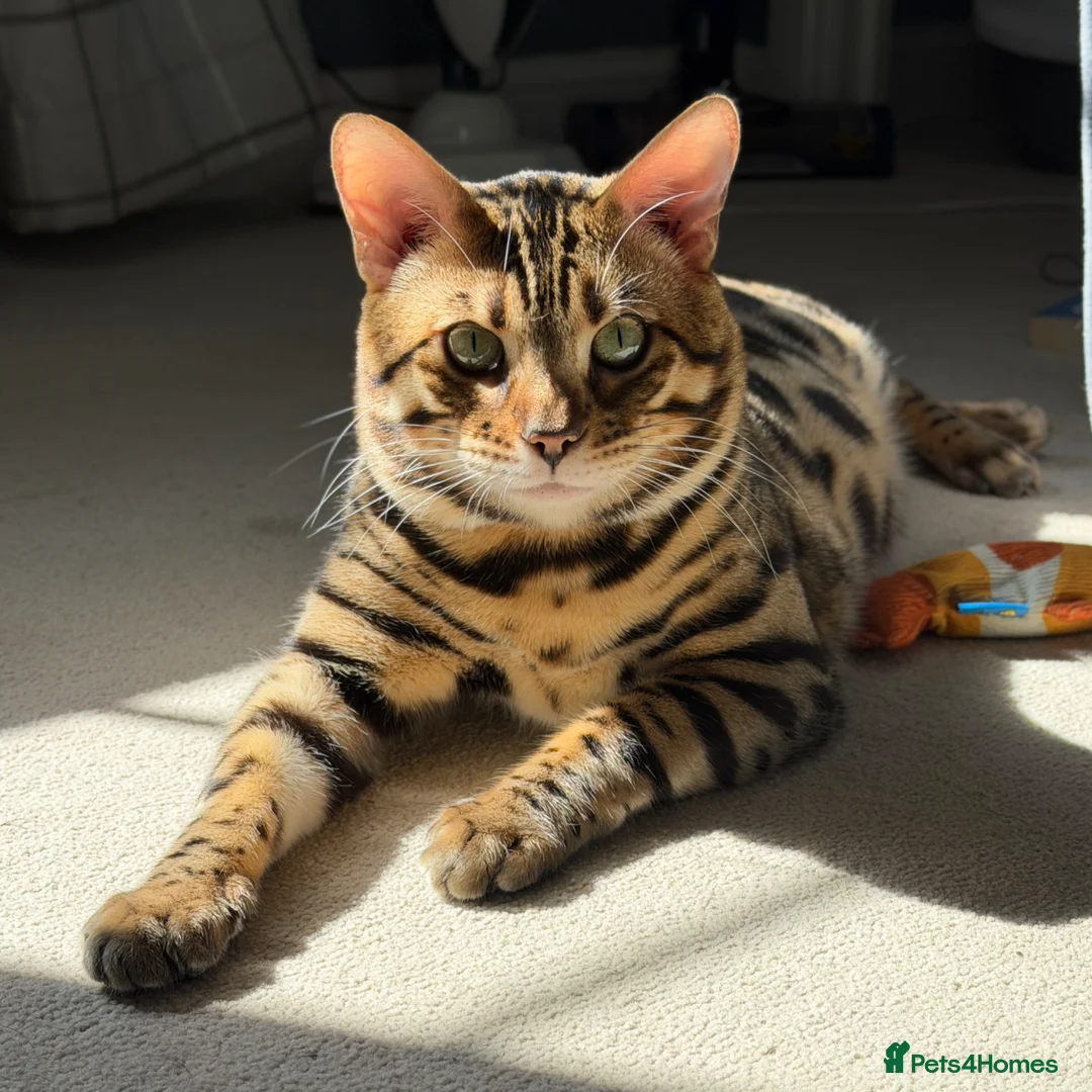 Mixed Breed cats for sale: 7 bengal x kittens  - Advert 11