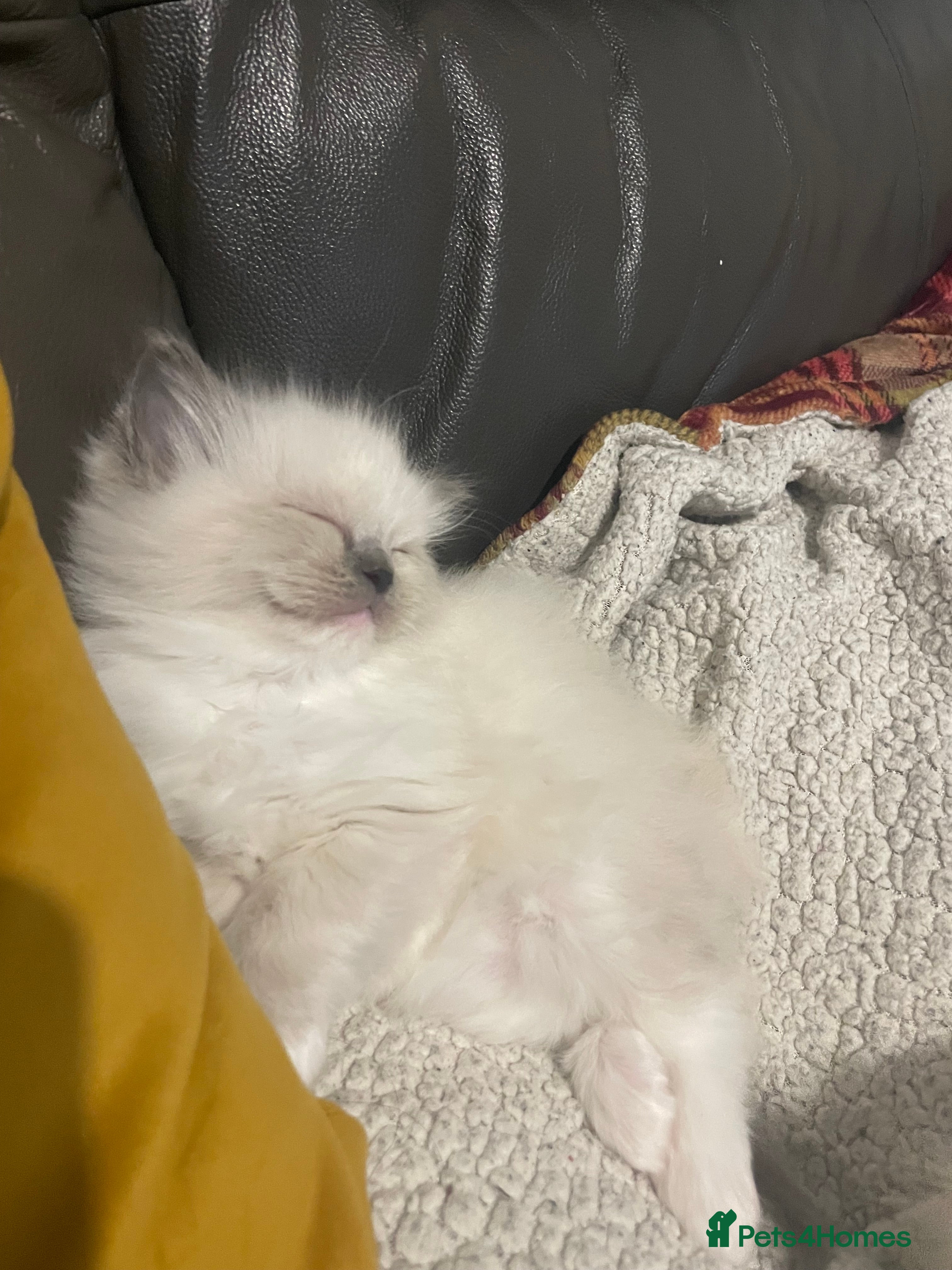 Ragdoll cats 🌟 🐱 4 Gorgeous Ragdoll Blue Point Kittens 🌟  - Advert 2