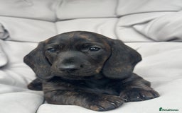 Dachshund dogs for sale: KC Standard Brindle Dachshund puppy/girl - Image 5