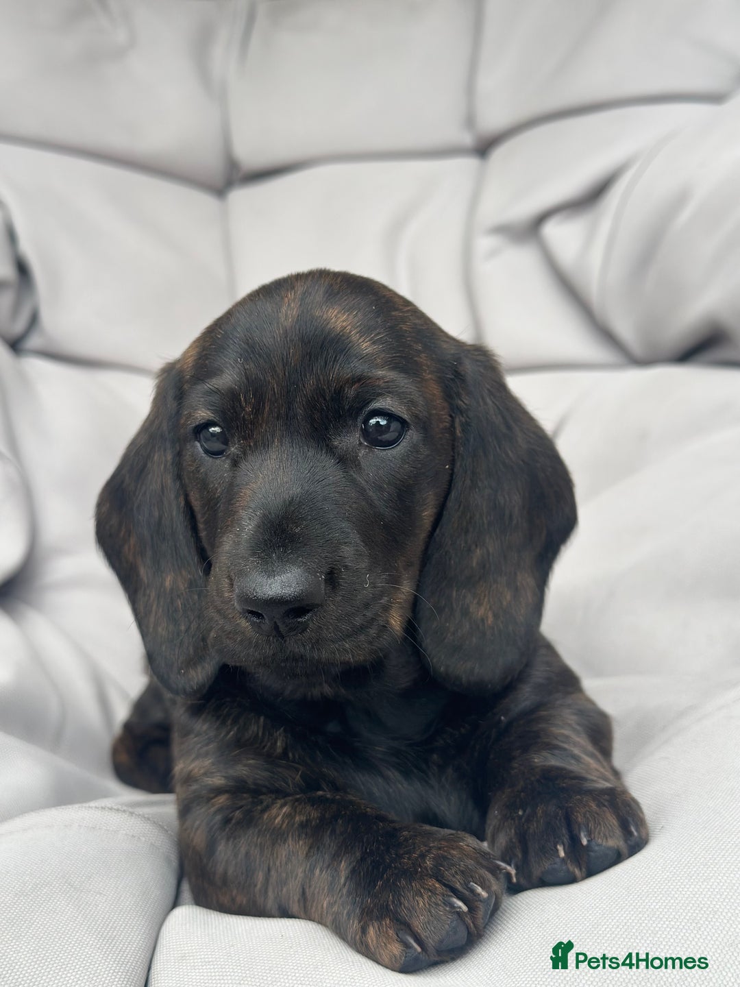Dachshund dogs for sale: KC Standard Brindle Dachshund puppy/girl - Image 5
