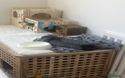 Mini Lop rabbits for sale: Rehoming Two Mini Lops - Image 3
