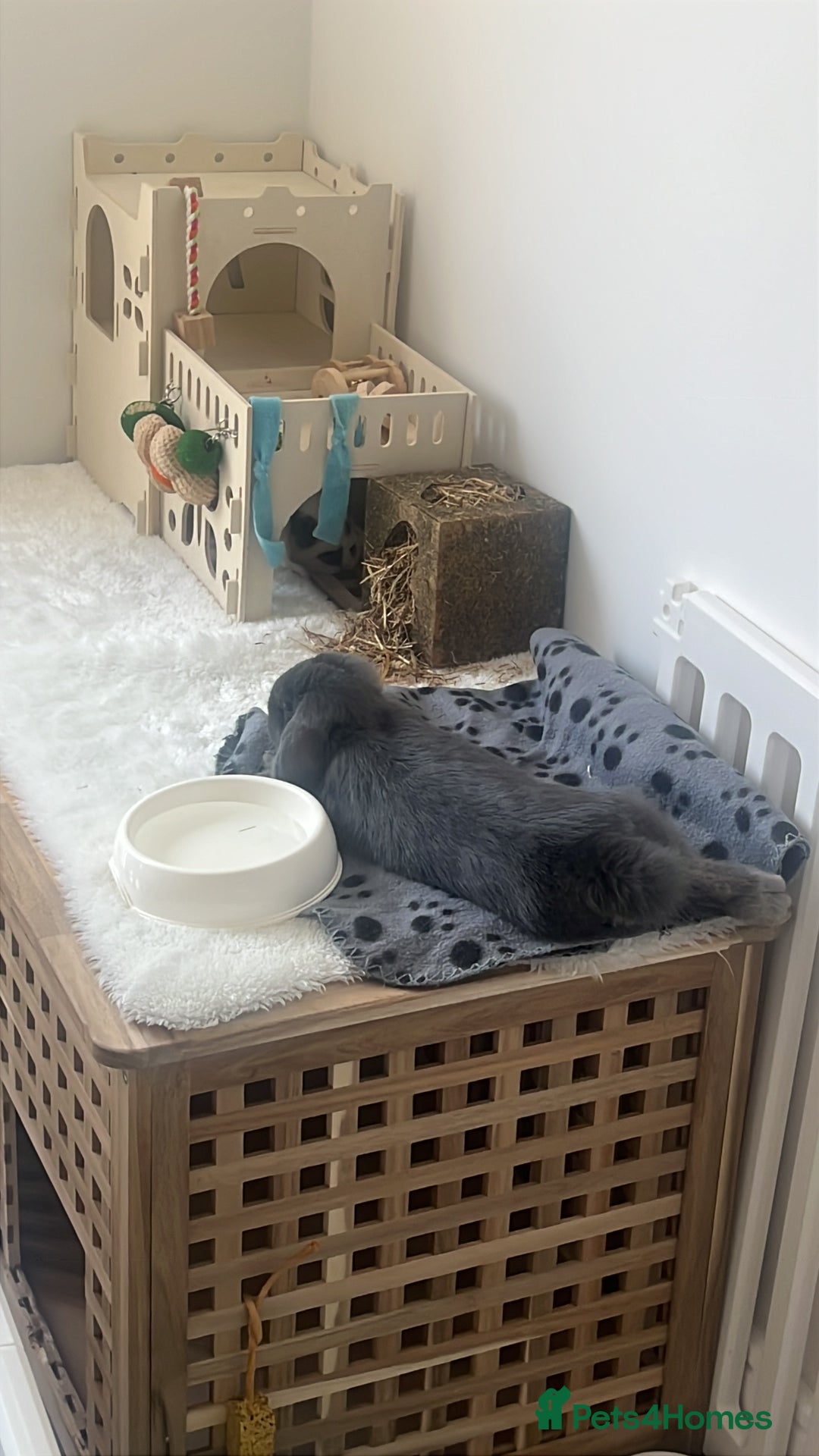 Mini Lop rabbits for sale: Rehoming Two Mini Lops - Image 3