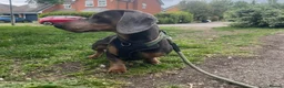 Dachshund dogs for sale: Monty  - Advert 3
