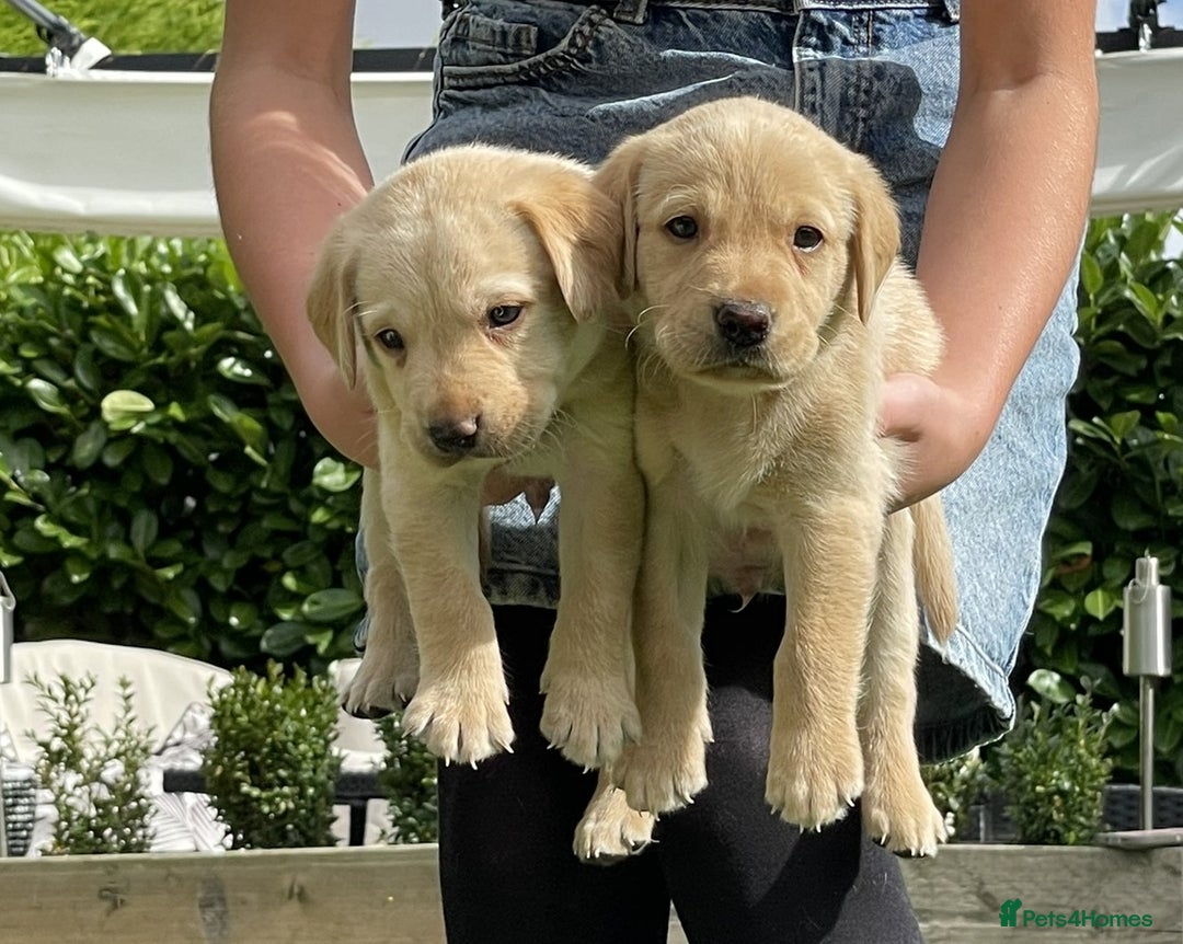 Labrador Retriever dogs for sale: Gorgeous Chunky Labrador Puppies - Image 15