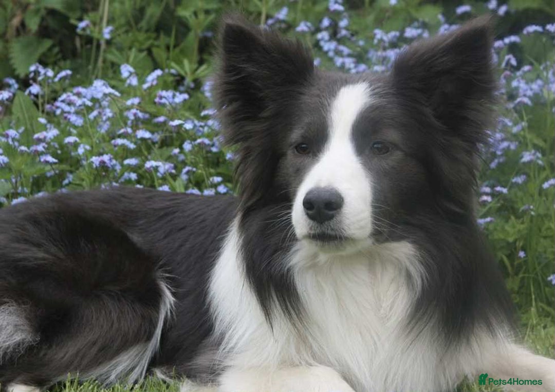 Border Collie dogs for sale: WINNING CRUFTS COMPETITORS. KC REG, HEALTH TESTED - Image 26