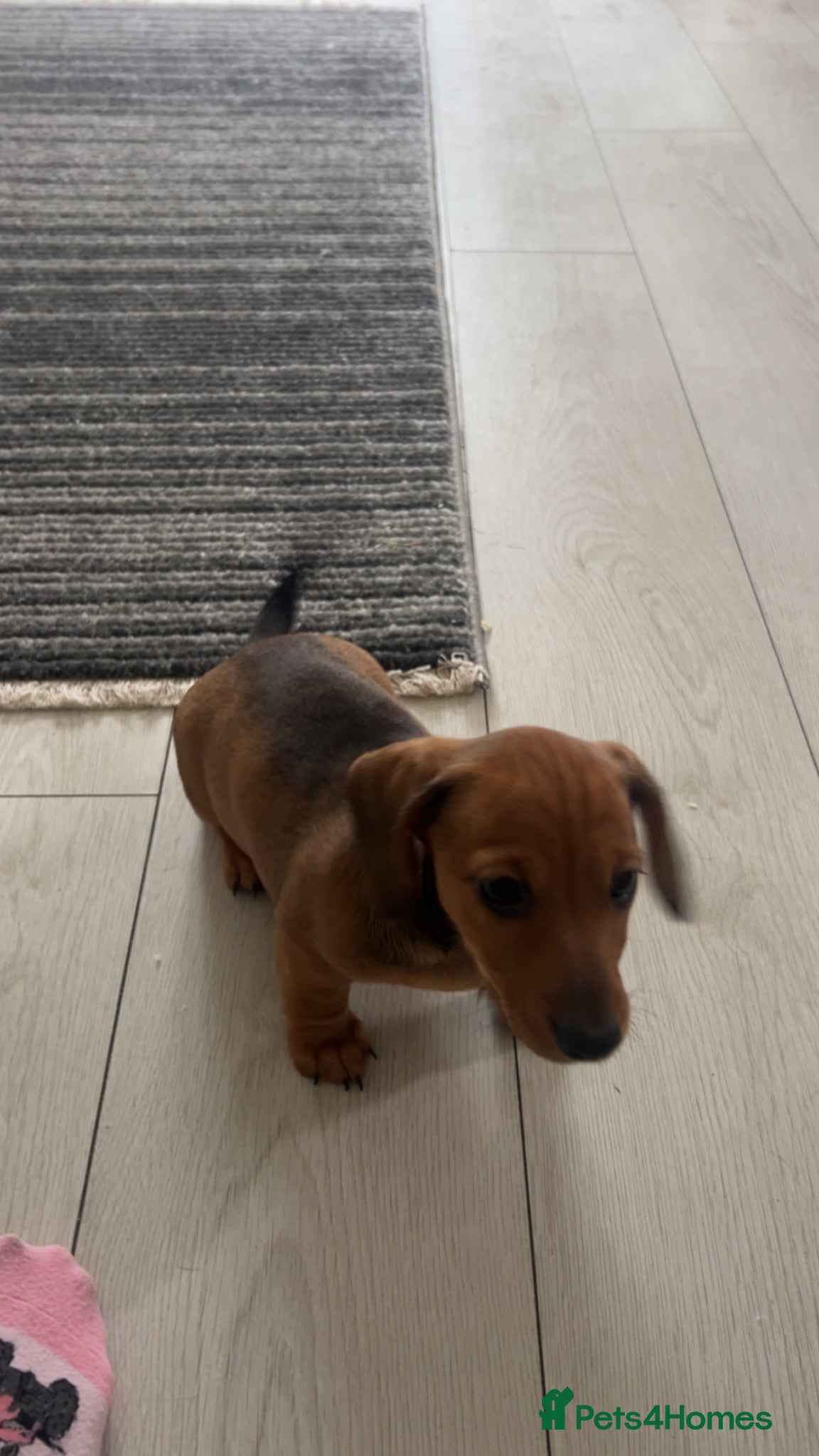 Miniature Dachshund dogs !!!Last puppy left female!!! - Advert 6