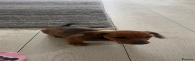 Miniature Dachshund Puppy 4