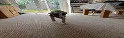 Whippet dogs for sale: Gorgeous 6 month old whippet in Coventry - Advert 4