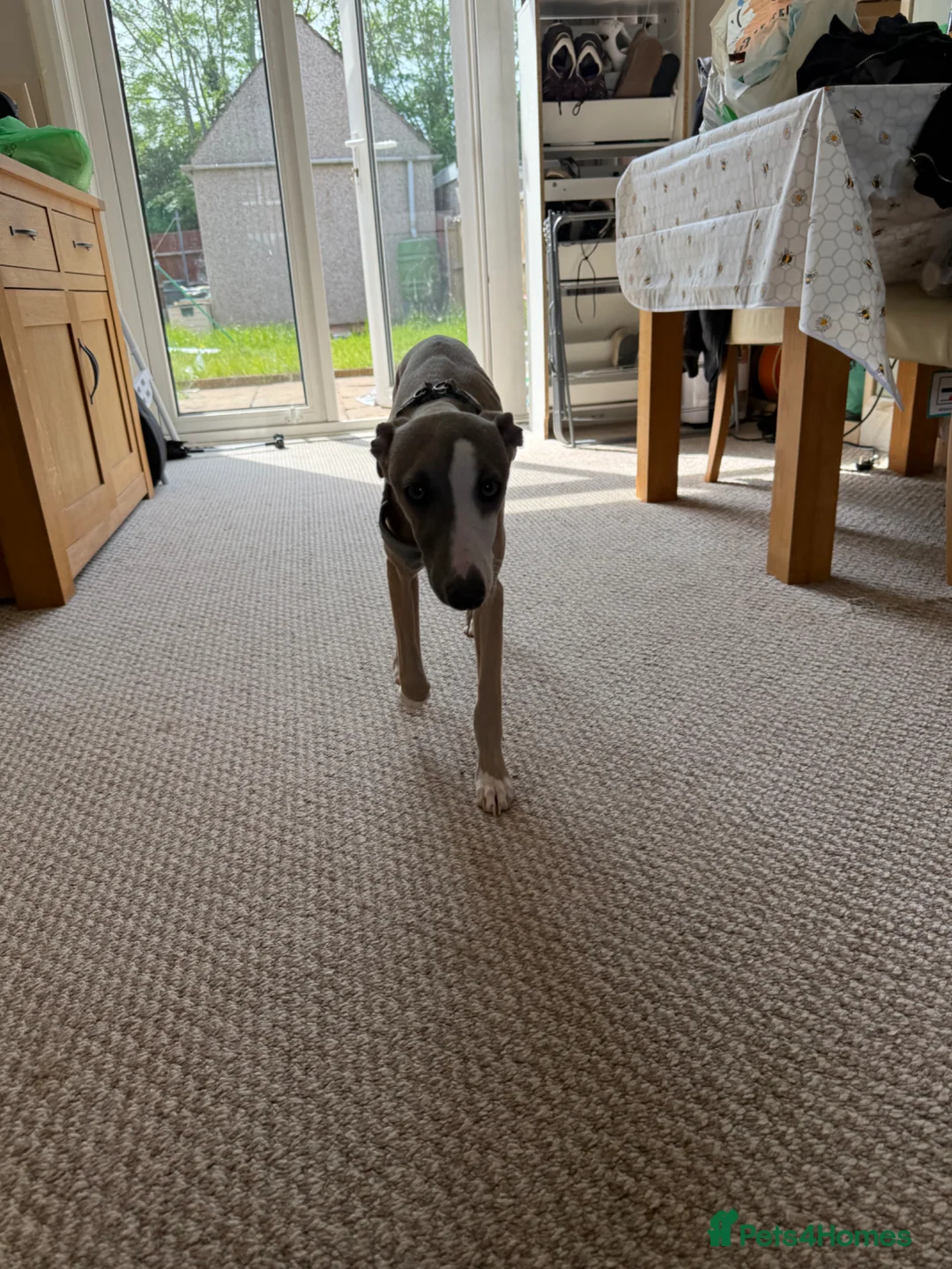 Whippet dogs for sale: Gorgeous 6 month old whippet in Coventry - Advert 4