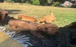 Dachshund dogs for sale: 2 American Red Long Haired Dachshund Puppies - Image 10