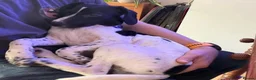 Mixed Breed dogs for adoption: Tiana (Pointer mix) in Coulsdon - Advert 12
