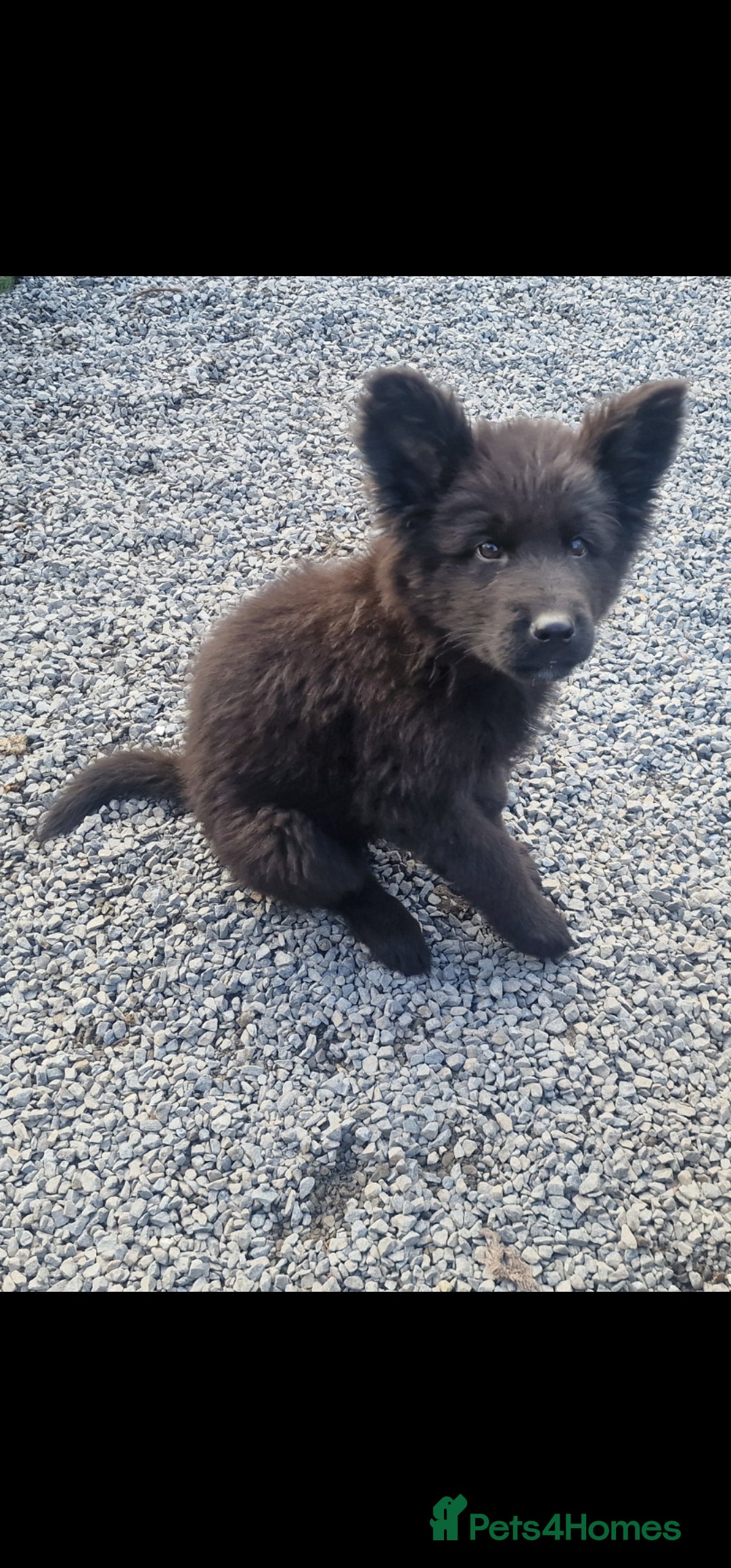 German Shepherd dogs for sale: German Shepherd pups  - Image 8