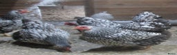 Chickens poultry for sale: Silver Laced Wyandotte Bantam pullets. APHA Reg  - Advert 6