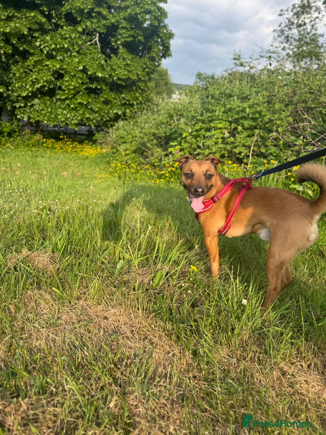 Mixed Breed dogs for sale: Loving jack looking for new home - Image 6