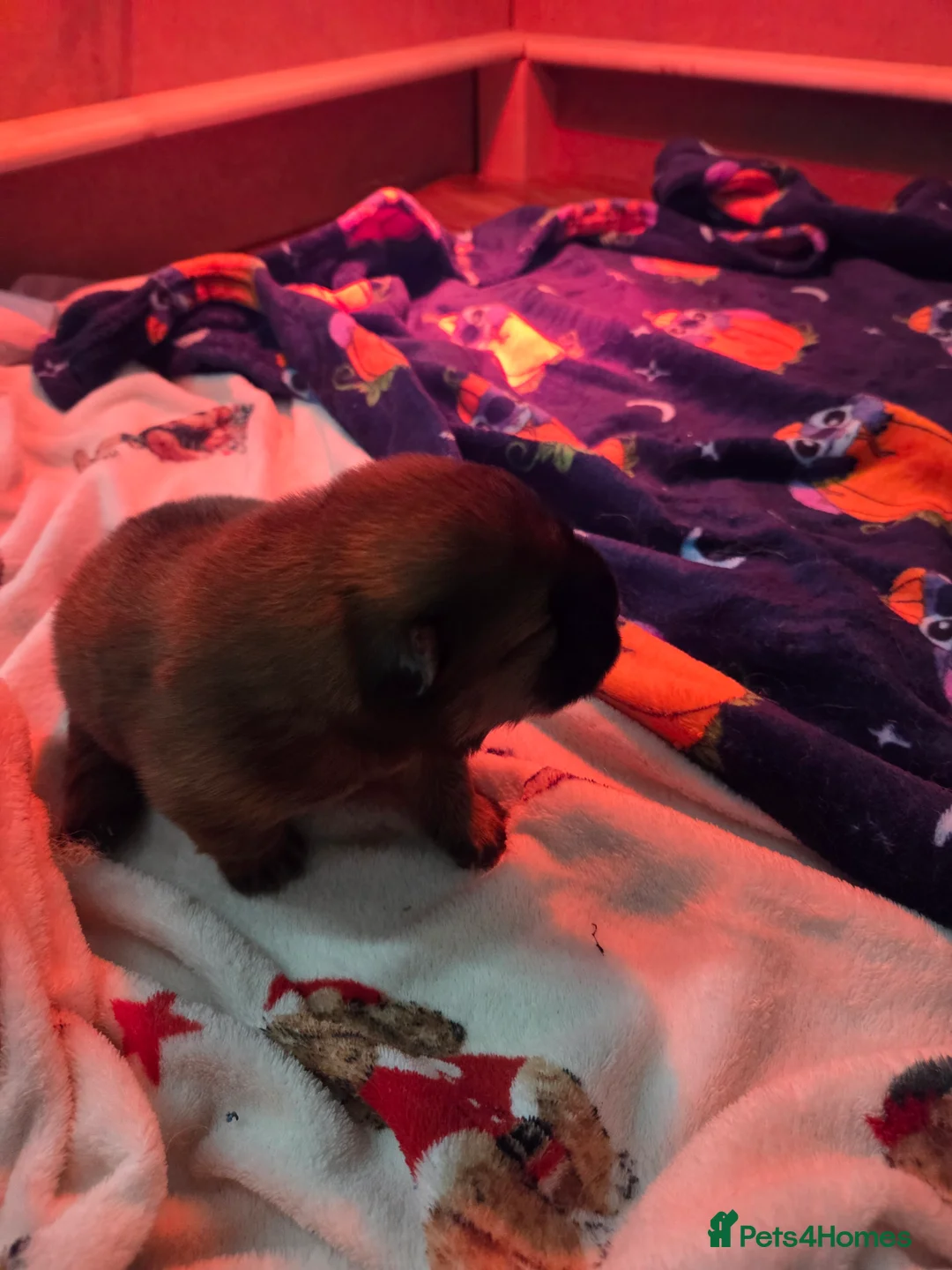 Chow Chow dogs for sale: READY NOW !!! KC REGISTERED CHOW CHOW GIRL - Advert 24