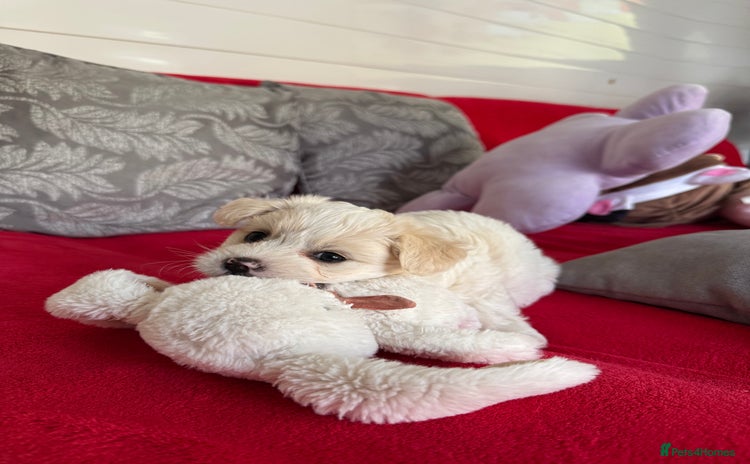 Bichon Frise dogs - Advert 1