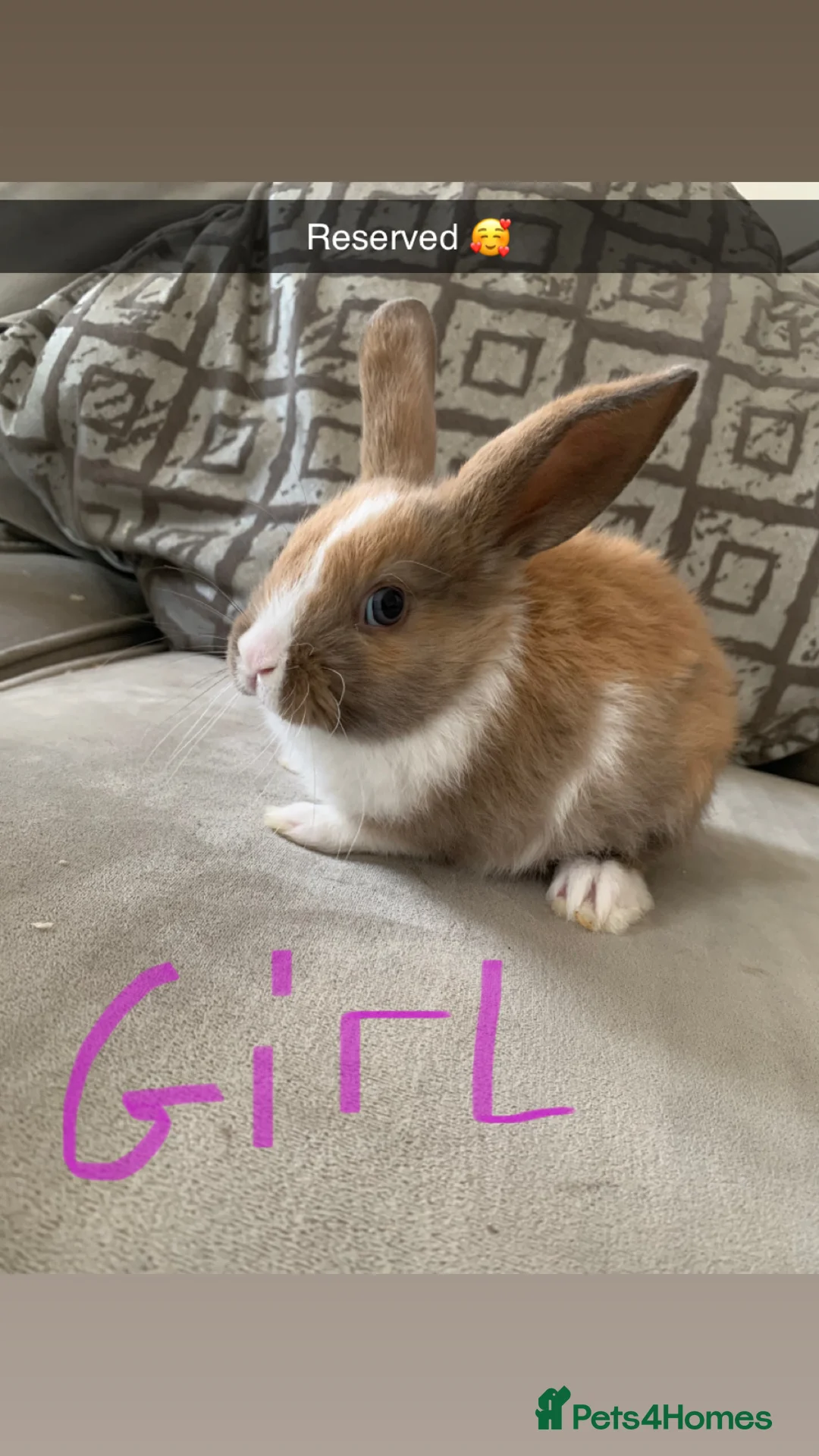 Mini Lop rabbits for sale: Gorgeous mini lops🐰🐰💖 - Advert 9
