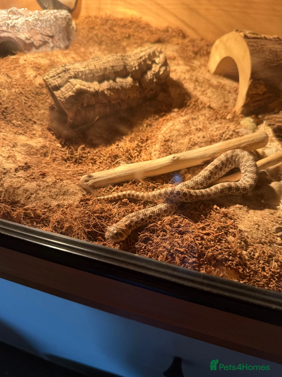 Snake reptiles for sale: Western hognose and set up  - Advert 2