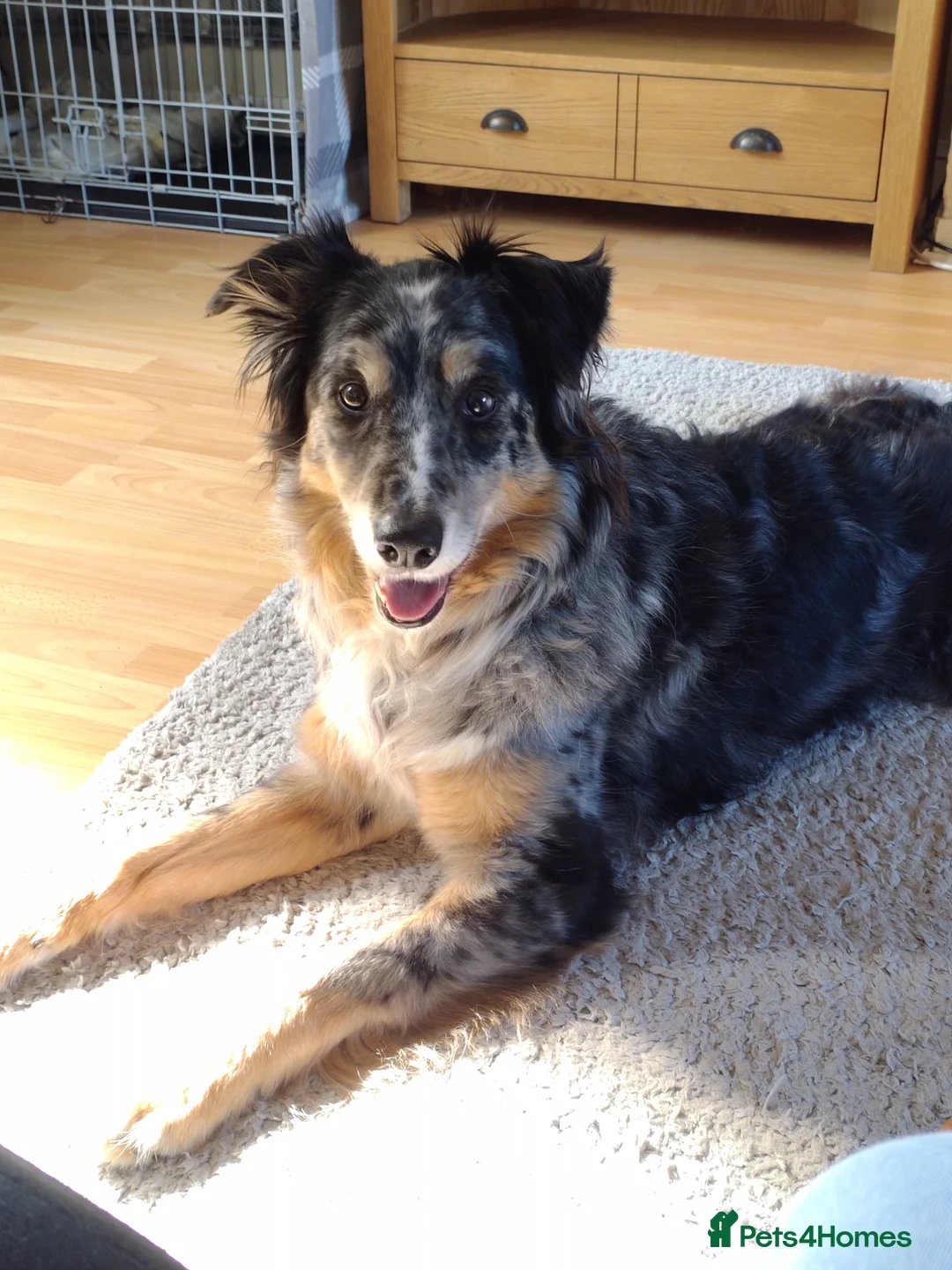 Border Collie dogs for sale: Kasper - Advert 4