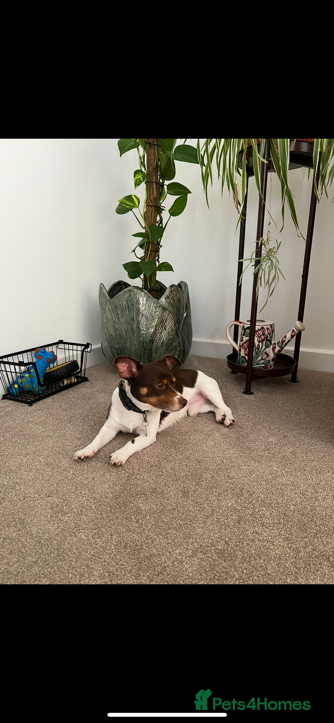Jack Russell dogs for stud: Rudy for Stud - Image 5