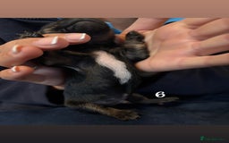 Chiweenie dogs for sale: Chiweenies - Image 12