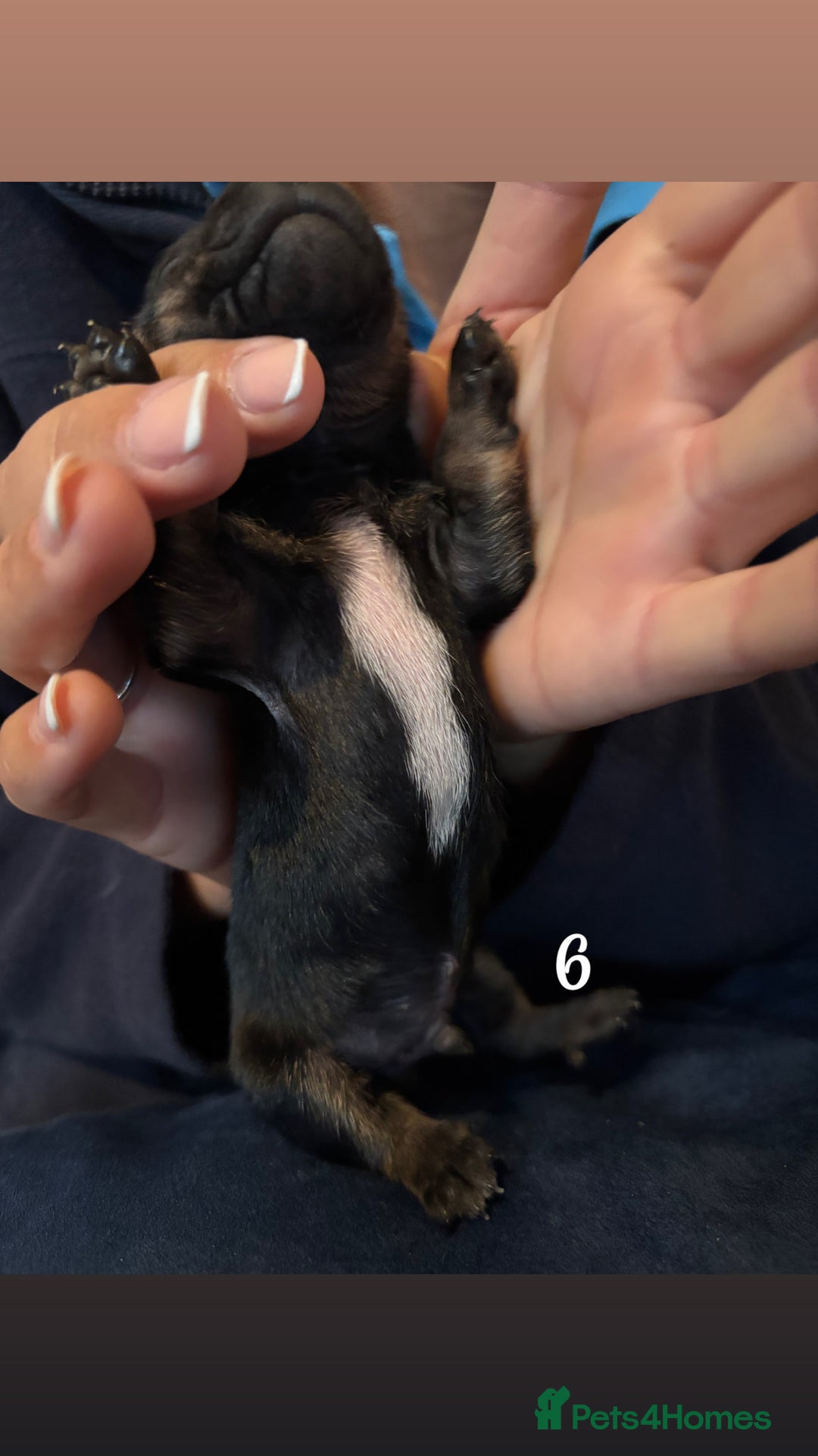 Chiweenie dogs for sale: Chiweenies - Image 12