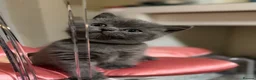 British Shorthair cats for sale: Adorable British short hair - Advert 9