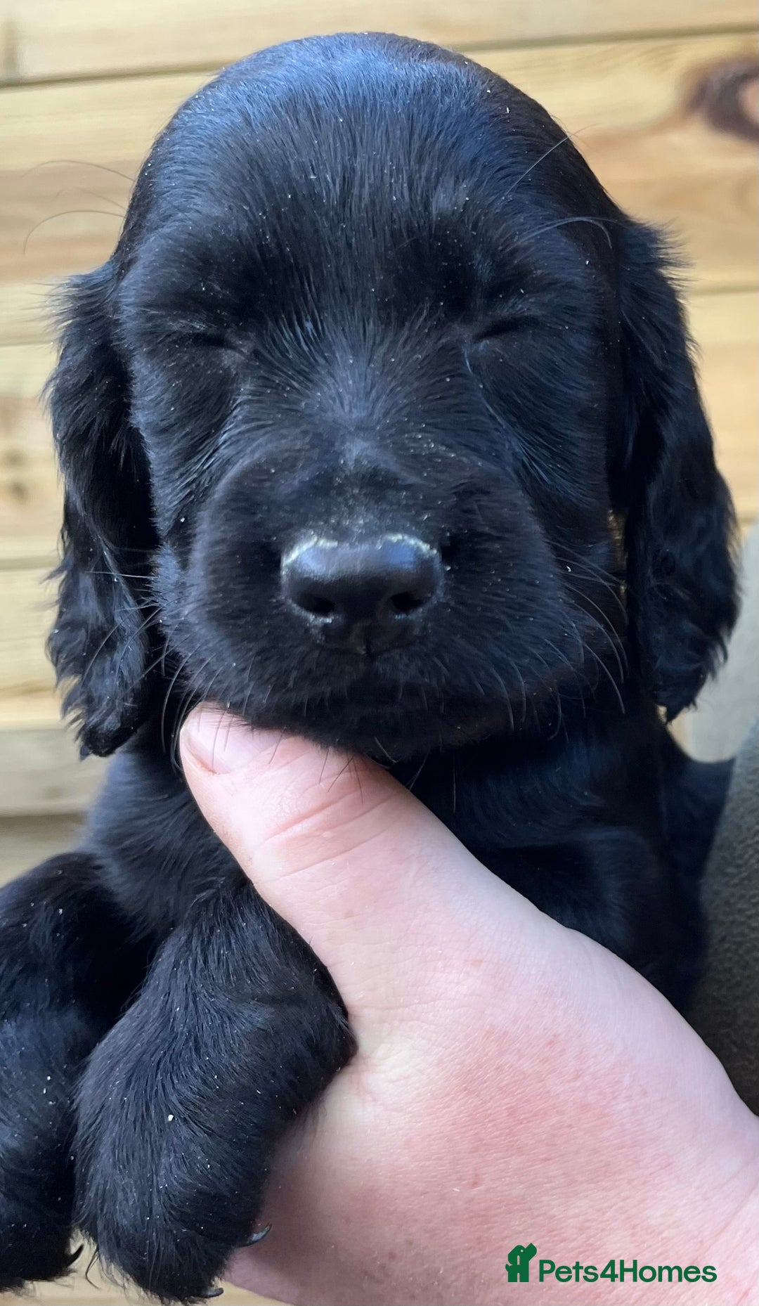 Cocker Spaniel dogs for sale: Stunning Health Tested WCS Pups - Advert 2
