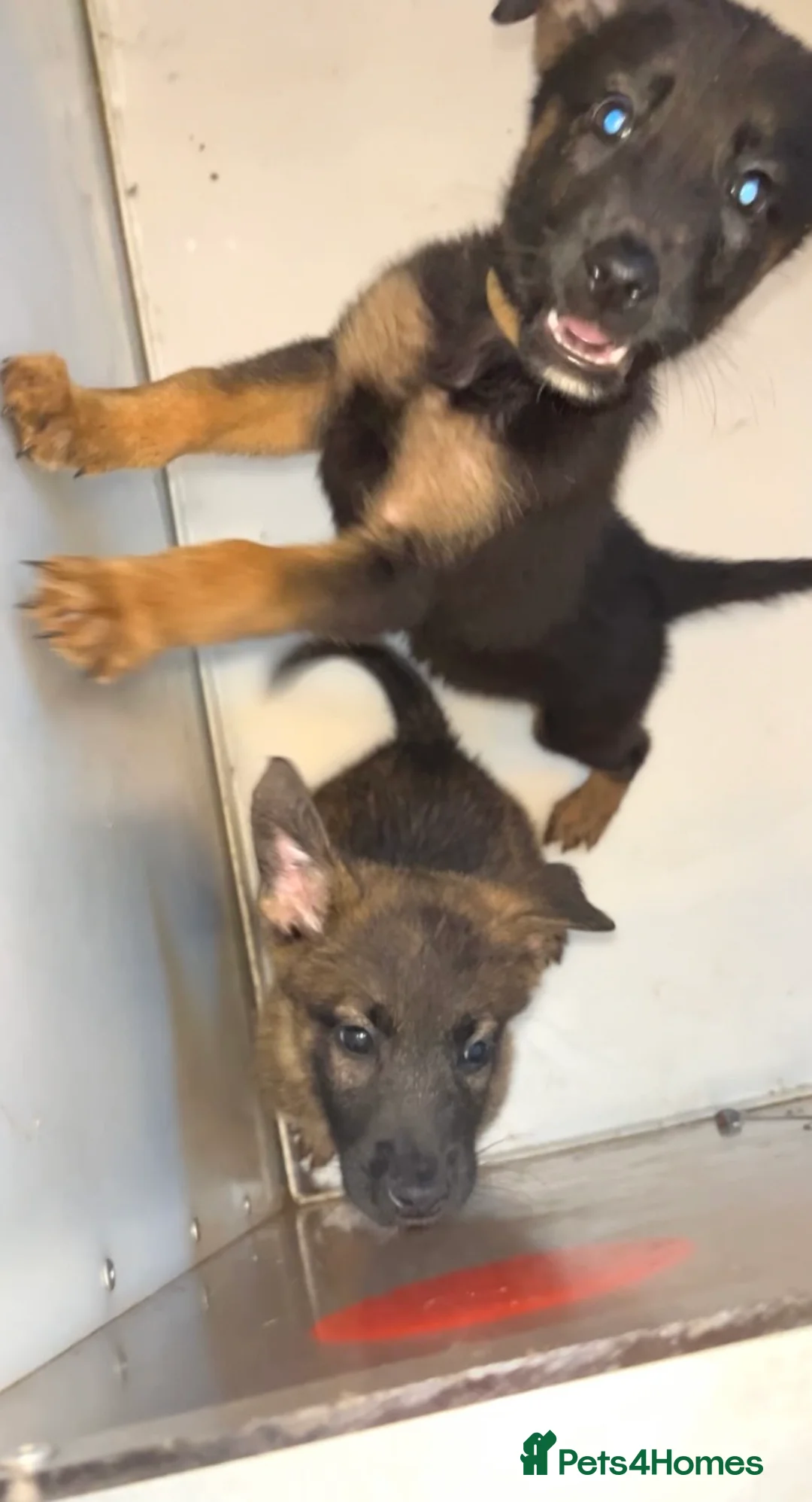 Belgian Shepherd Dog dogs for sale: Belgium malino - Advert 10