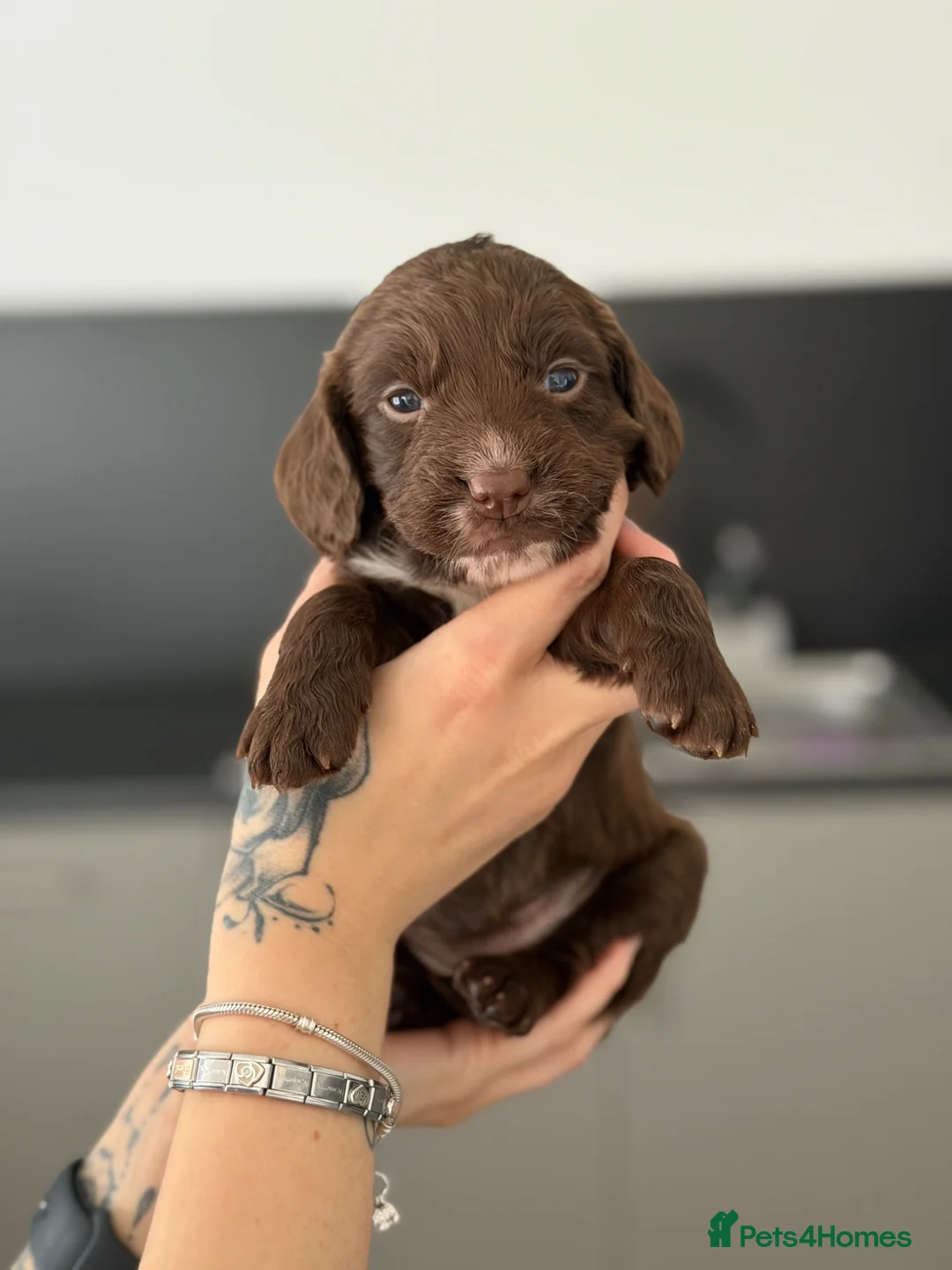 Cocker Spaniel dogs for sale: beautiful litter of cocker spaniels in Bishop Auckland - Advert 2