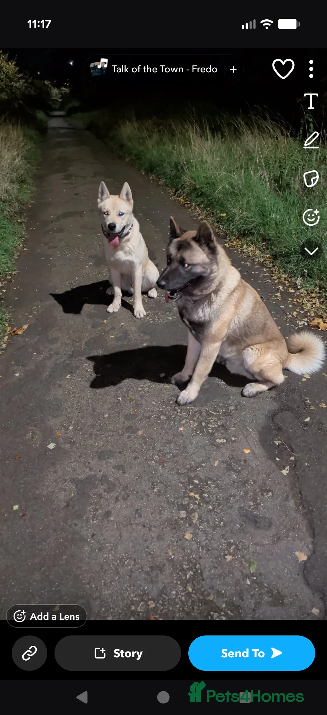Mixed Breed dogs for sale: Akita mix - Advert 2