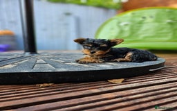 Yorkshire Terrier dogs for sale: Cute  Yorkshire terriers  - Image 7