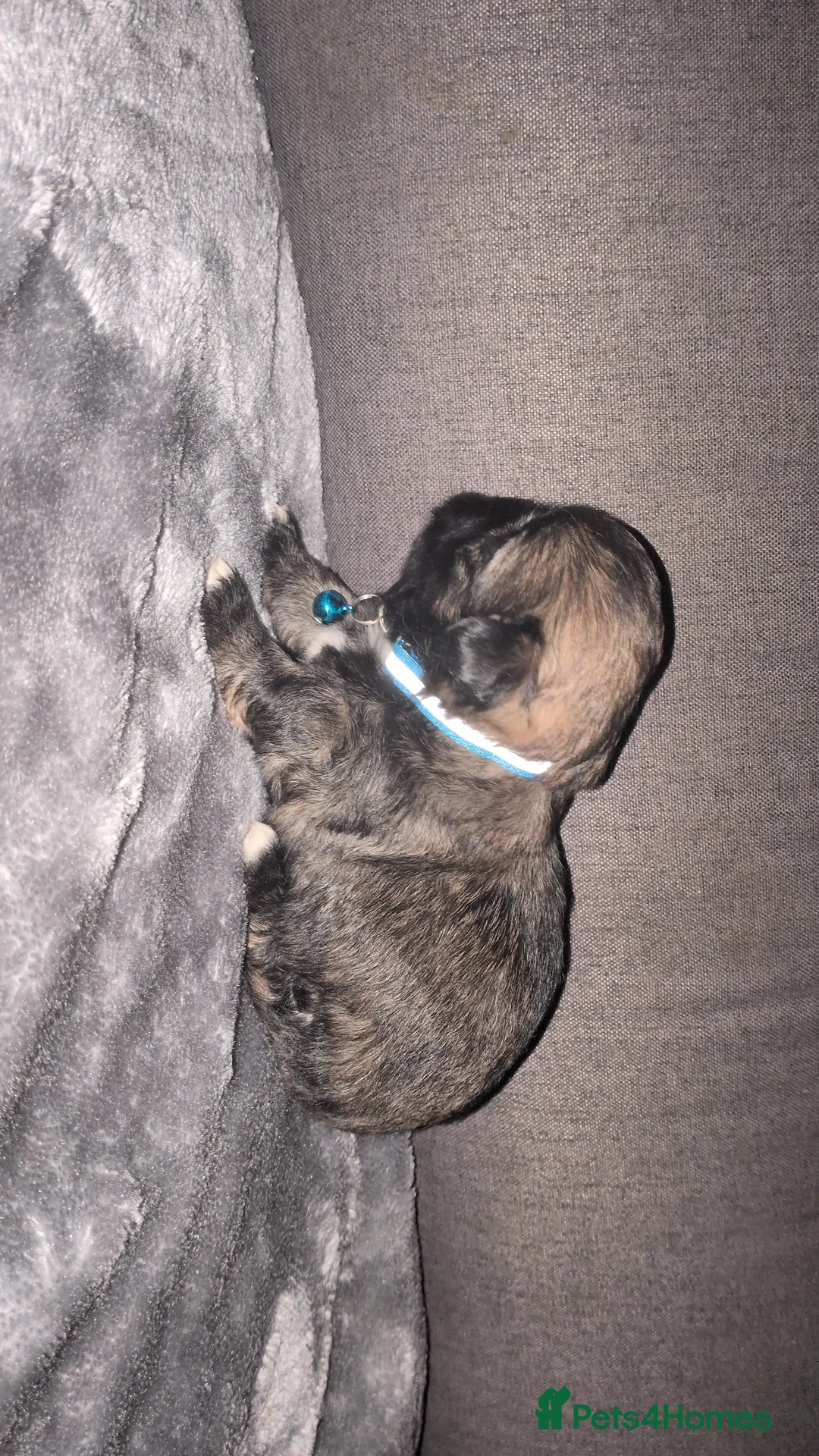 Lhasa Apso dogs for sale: 4 Beautiful beautiful Lhasa Apso Babies For Sale  - Advert 15