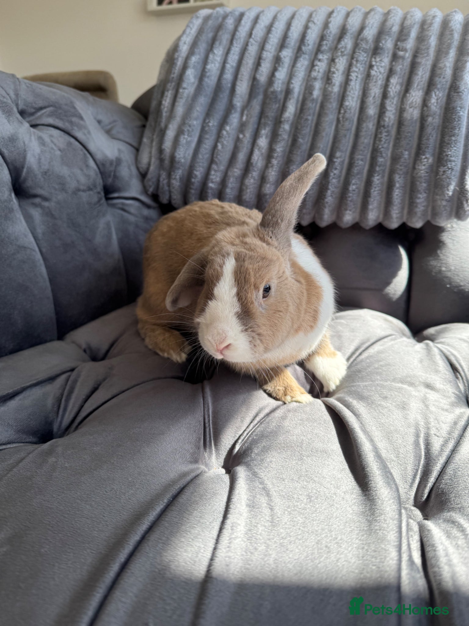 Mixed Breed rabbits Rabbit  - Advert 1
