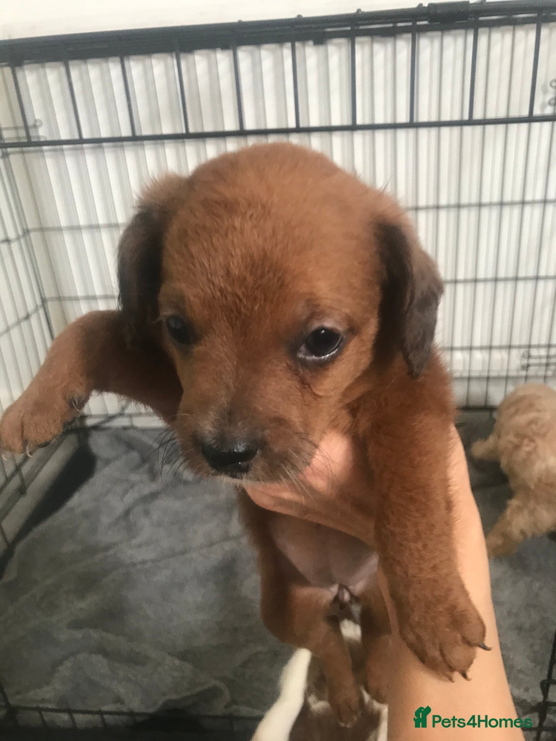 Mixed Breed dogs for sale: Mini poodle mix pups ready for forever homes - Image 2