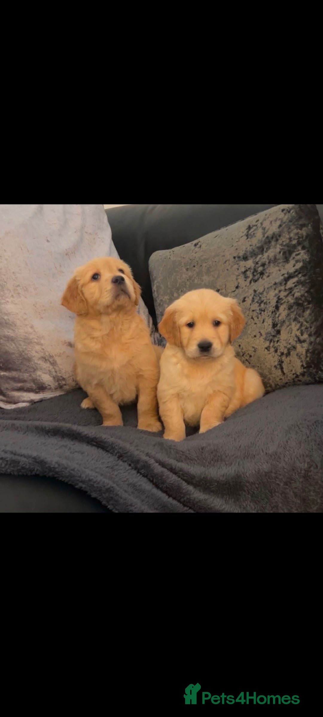 Golden Retriever dogs 2 BOYS LEFT KC  HEALTH TESTED GOLDEN RETRIEVERS  - Advert 10