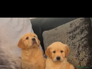 Golden Retriever dogs 2 BOYS LEFT KC HEALTH TESTED GOLDEN RETRIEVERS - Advert 10
