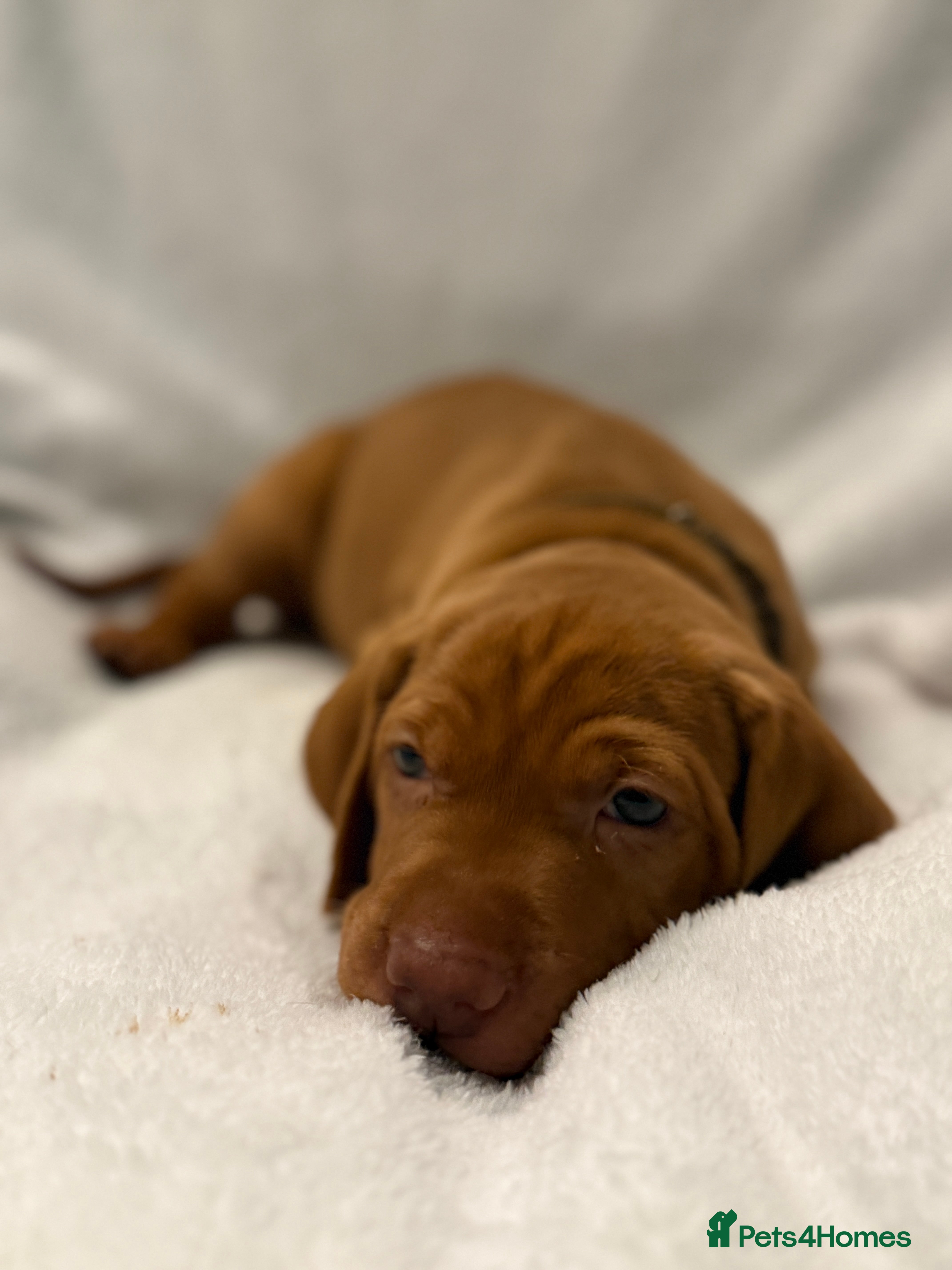 Hungarian Vizsla dogs Hungarian Vizsla Puppies - Outstanding Pedigree  - Advert 5