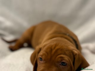 Hungarian Vizsla dogs Hungarian Vizsla Puppies - Outstanding Pedigree - Advert 6