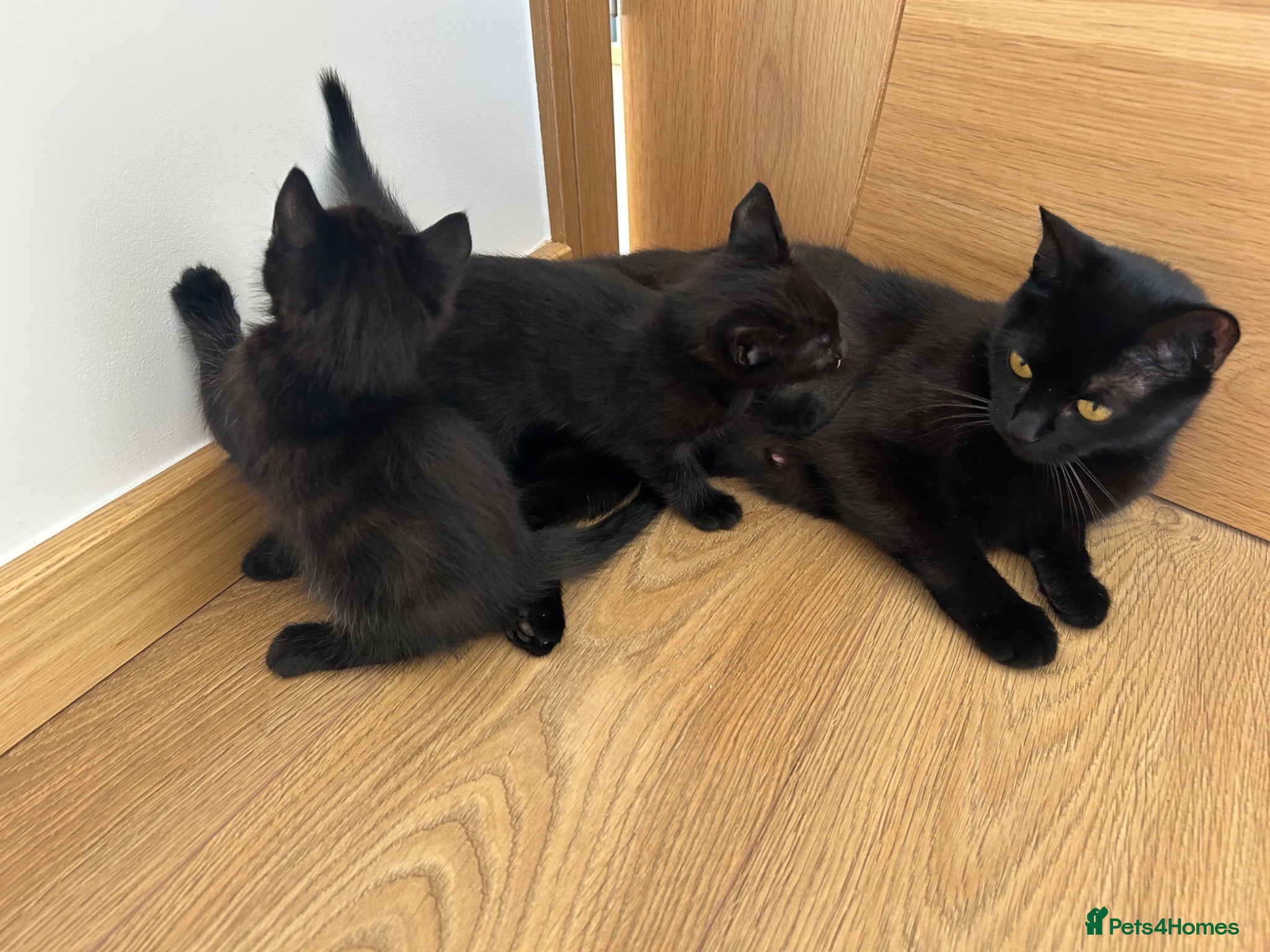 Mixed Breed cats 2 female kittens - Advert 16